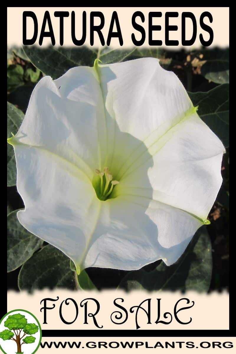 Datura seeds for sale