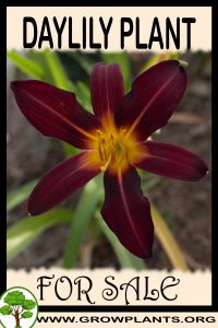 Daylily for sale