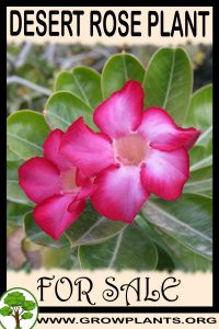 Desert rose plant for sale