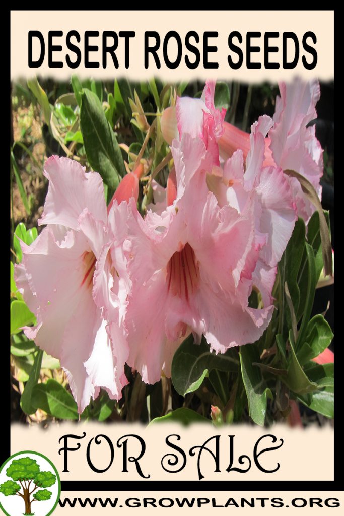 Desert rose seeds for sale - Grow plants