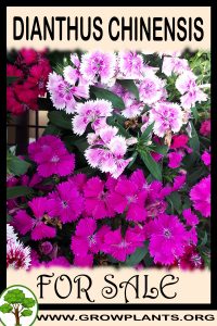 Dianthus chinensis for sale