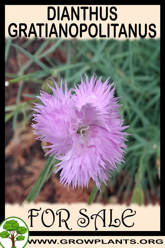 Dianthus gratianopolitanus for sale