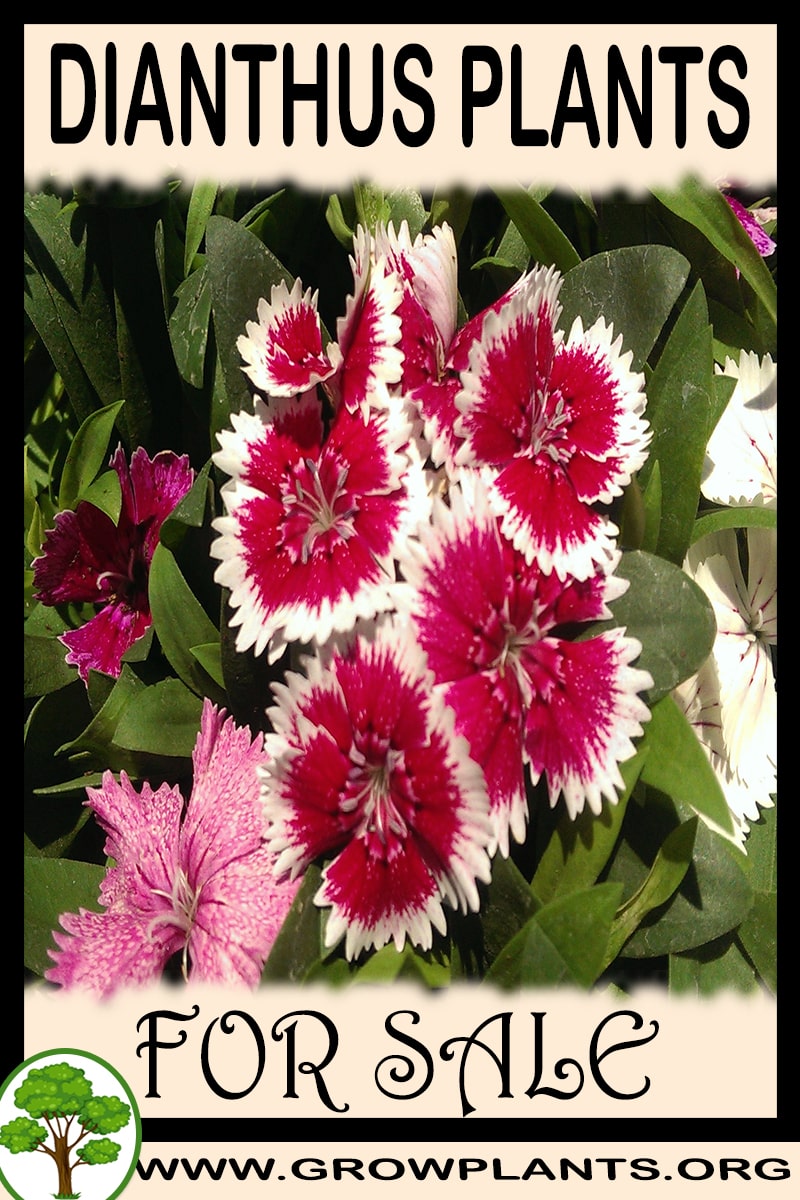 Dianthus plants for sale
