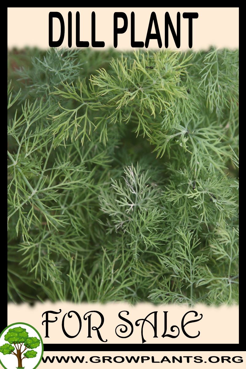 Dill plant for sale