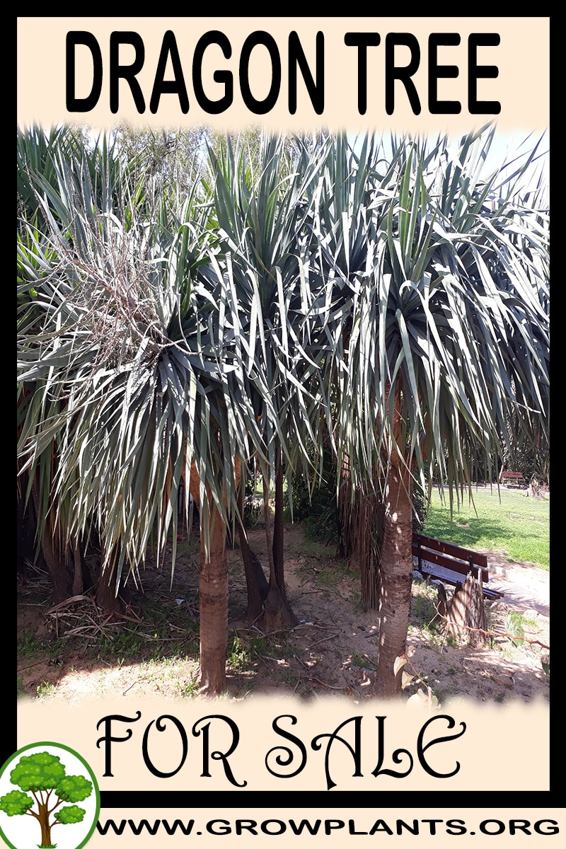 Dragon tree for sale