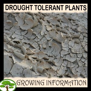 Drought tolerant plants