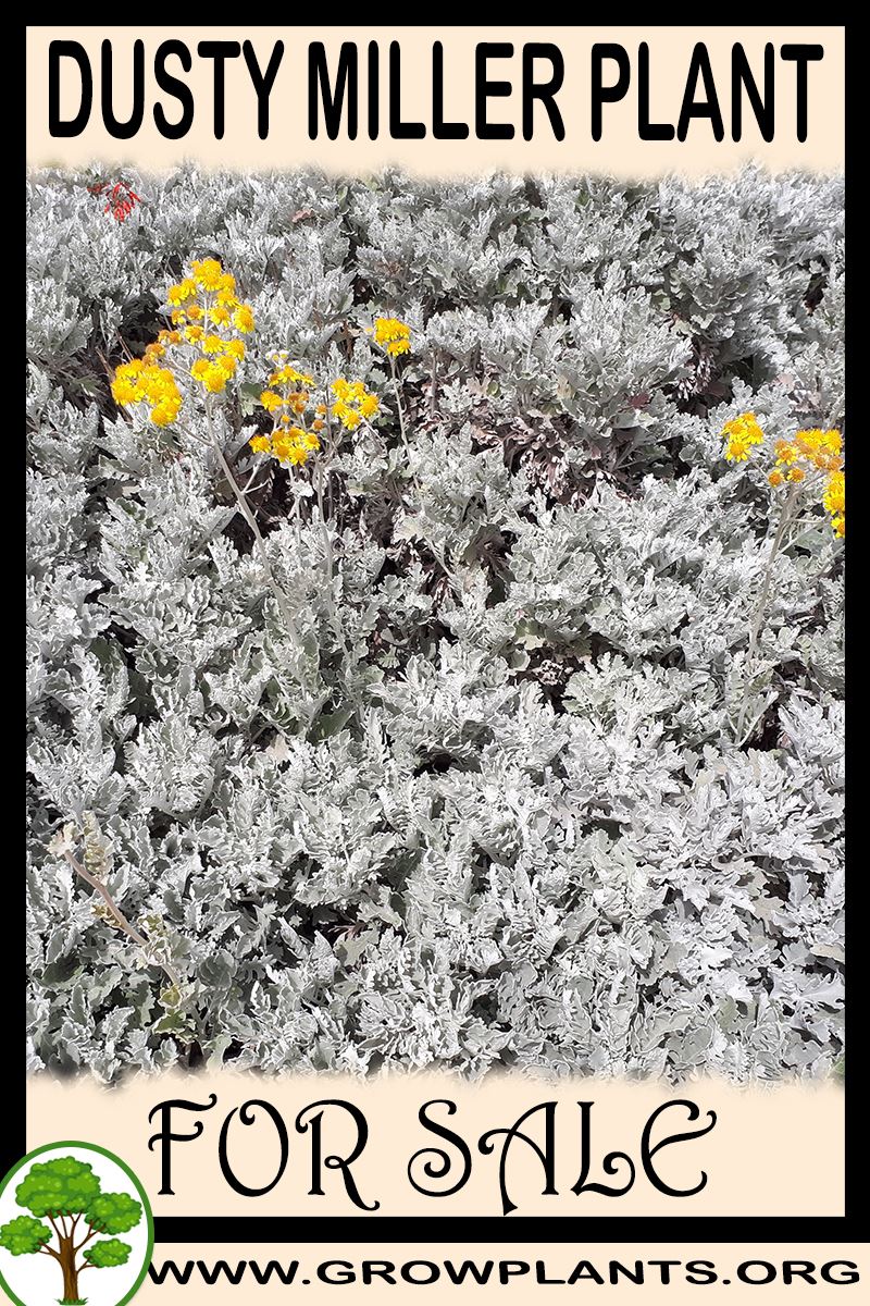Dusty miller plant for sale