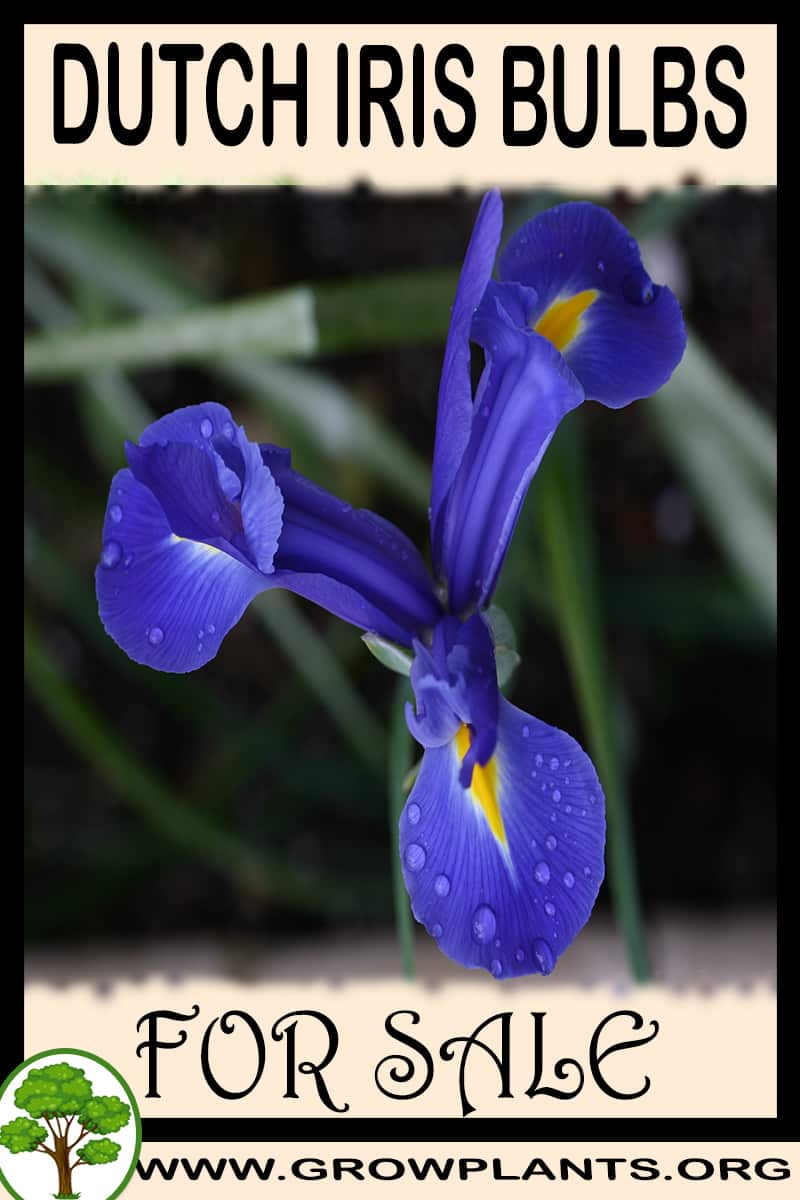 Dutch iris bulbs for sale
