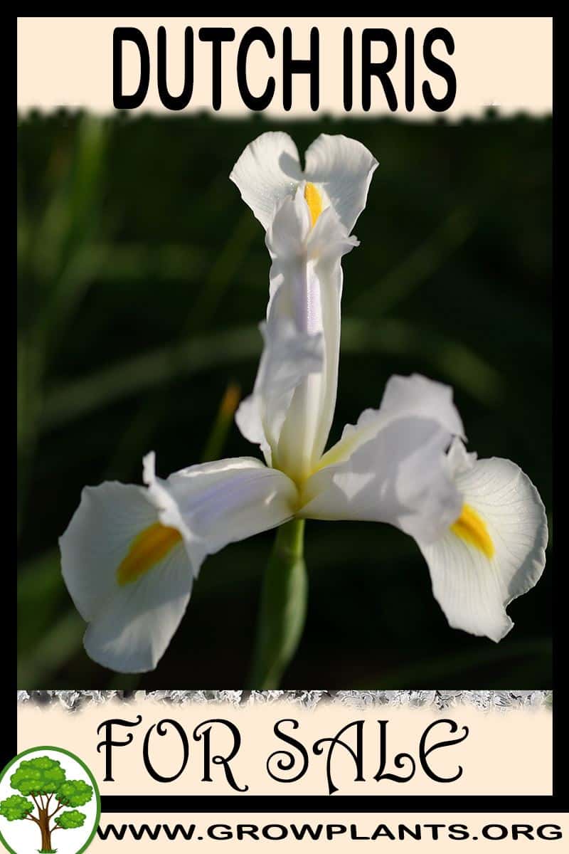 Dutch iris for sale