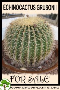 Echinocactus grusonii for sale
