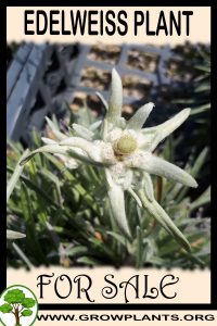 Edelweiss plant for sale