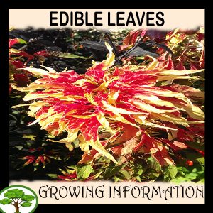 Edible leaves