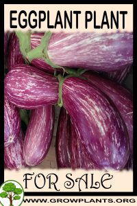 Eggplant plant for sale