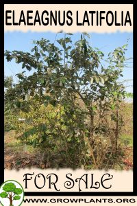 Elaeagnus latifolia for sale
