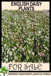 English daisy plants for sale