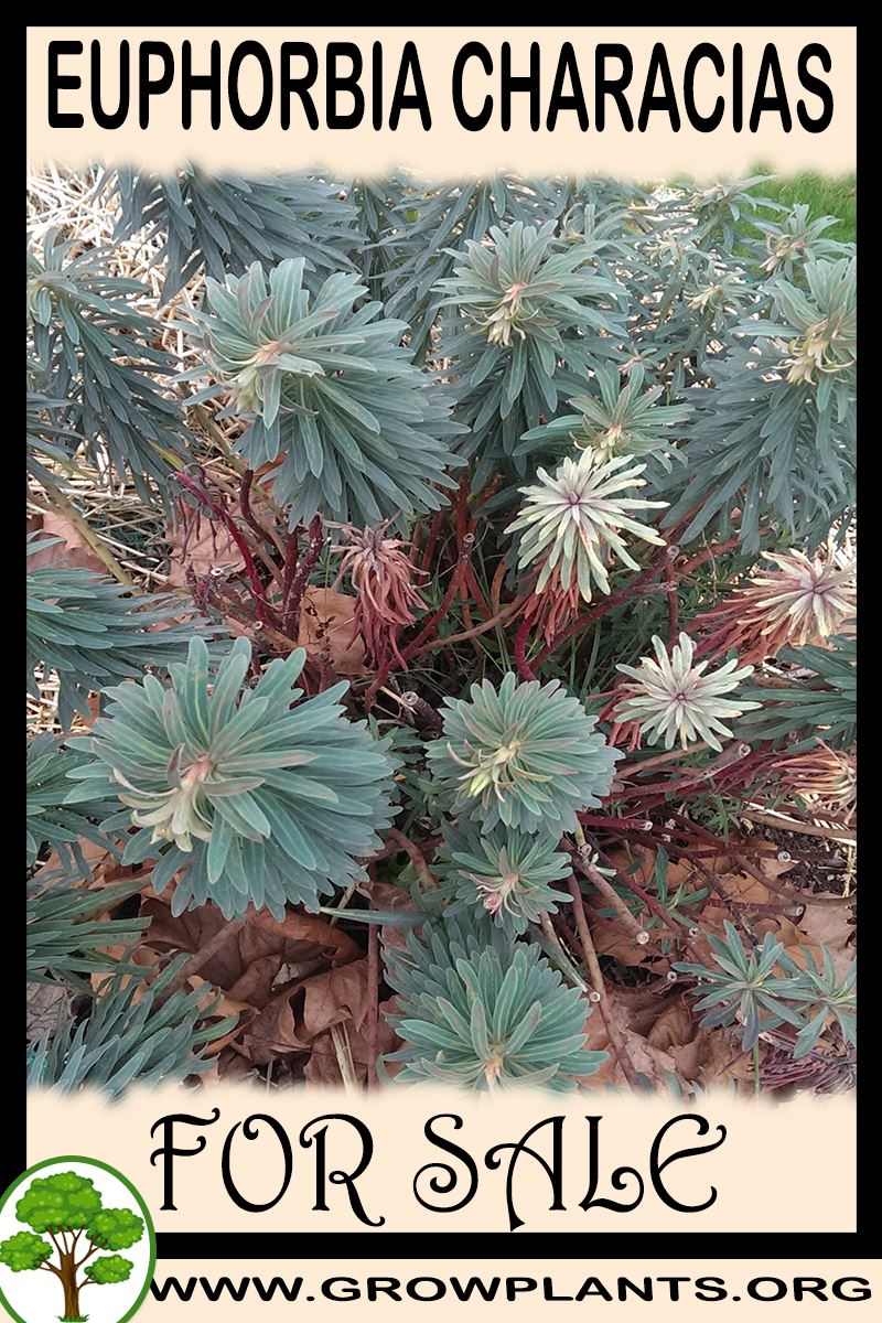 Euphorbia characias for sale