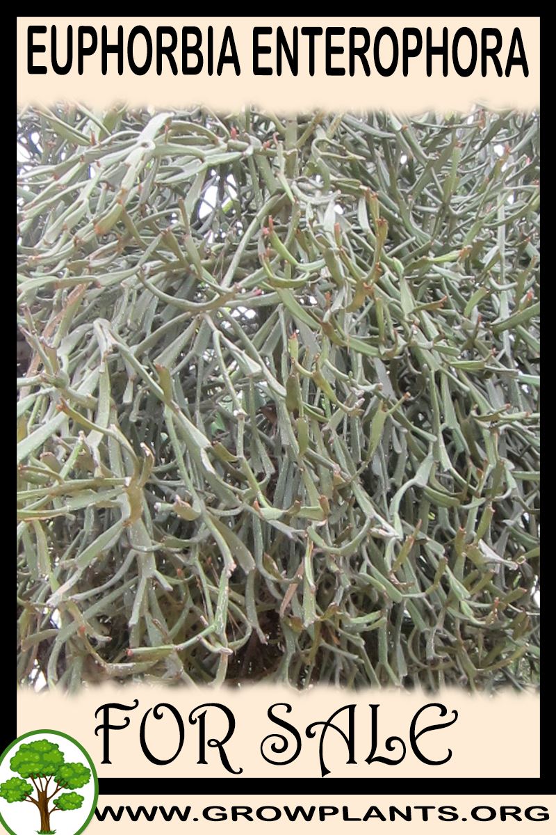 Euphorbia enterophora for sale
