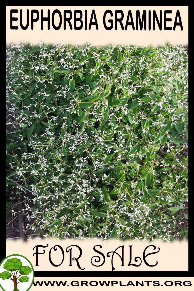 Euphorbia graminea for sale