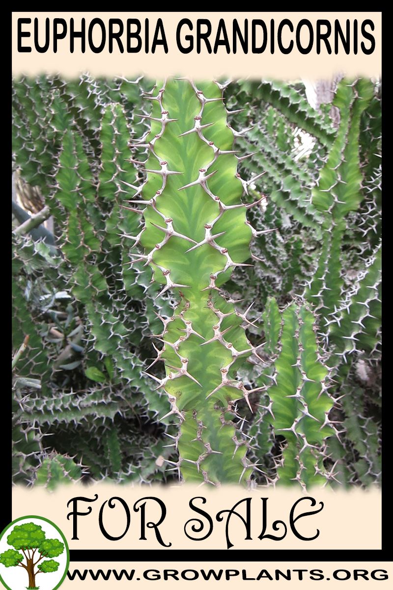 Euphorbia grandicornis for sale