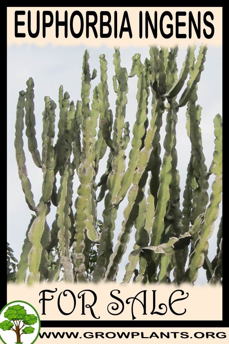 Euphorbia ingens for sale