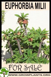 Euphorbia milii for sale