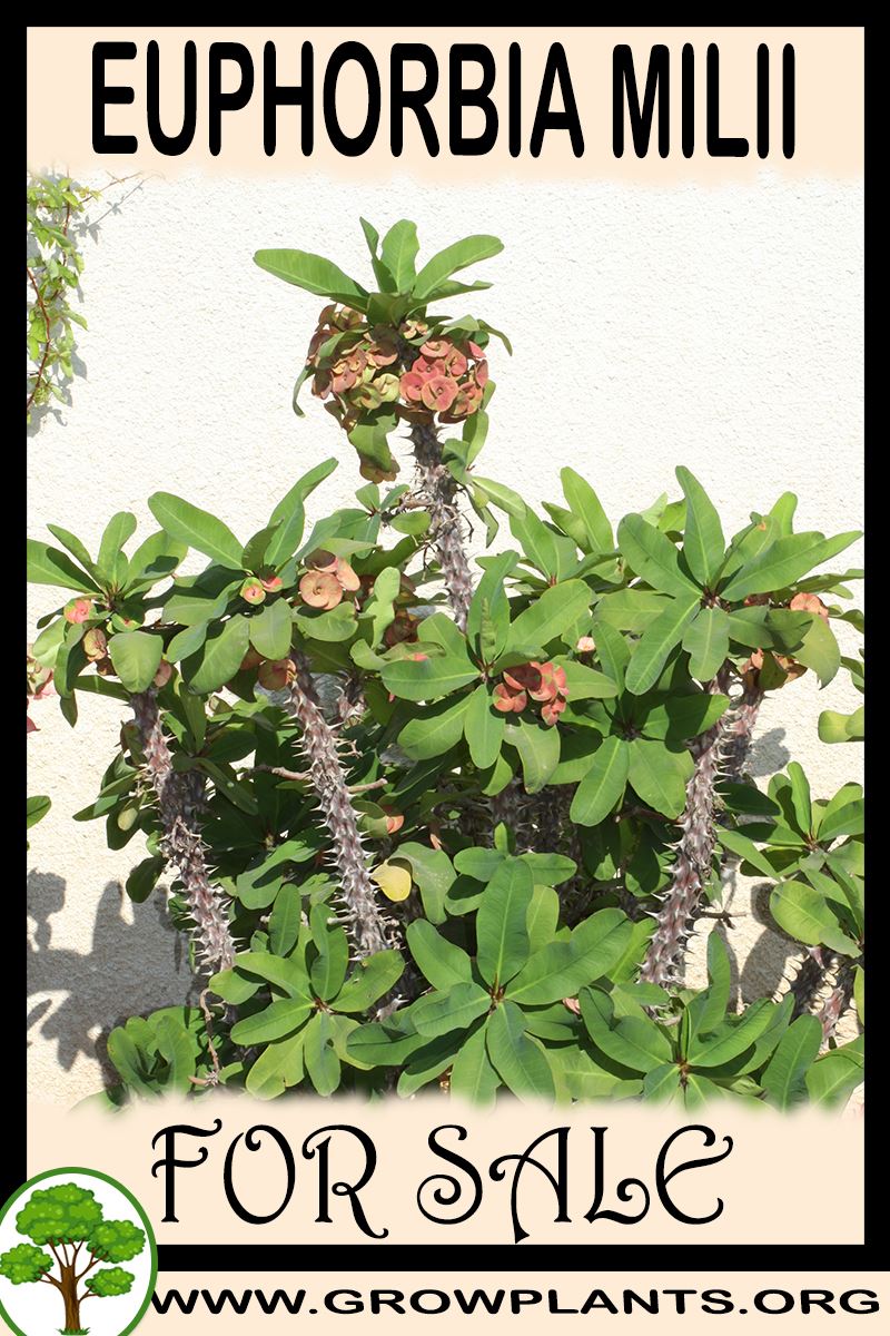 Euphorbia milii for sale