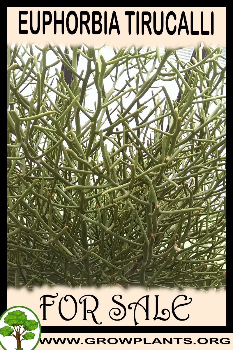 Euphorbia tirucalli for sale