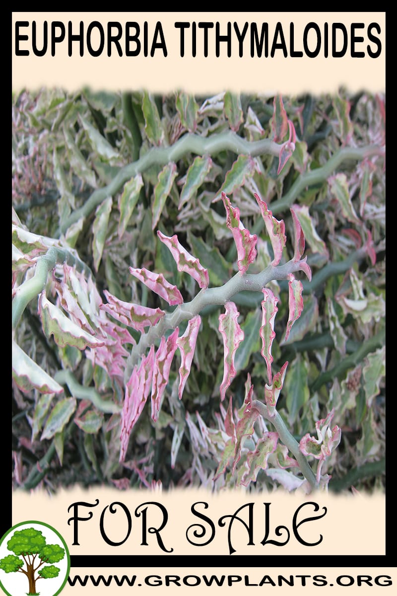 Euphorbia tithymaloides for sale
