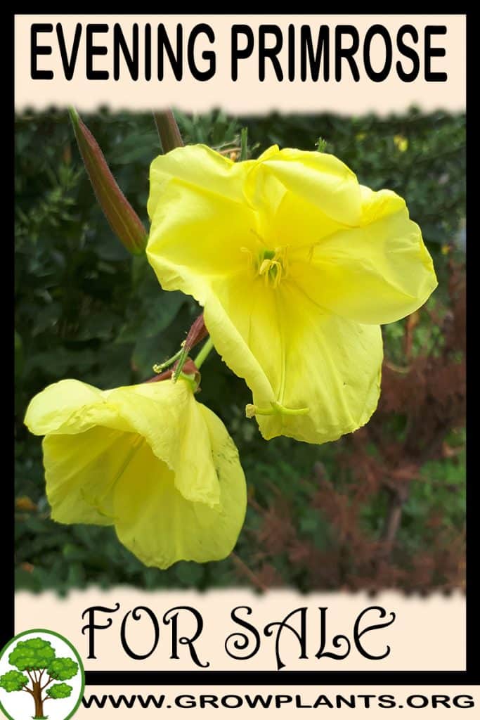 Evening primrose for sale
