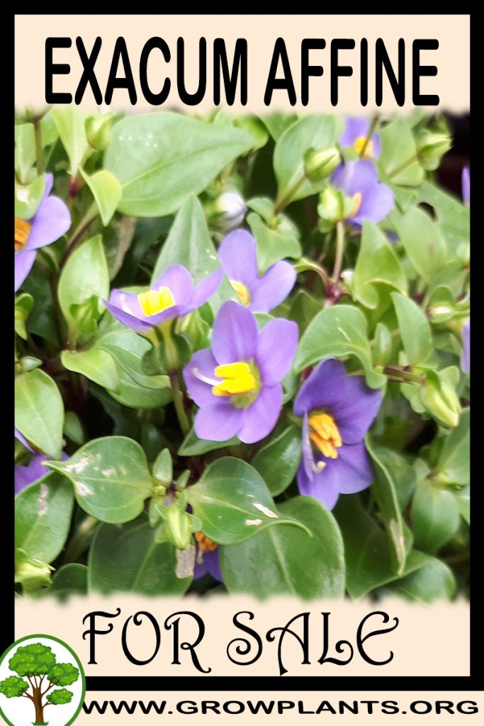 Exacum affine for sale