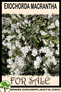 Exochorda macrantha for sale