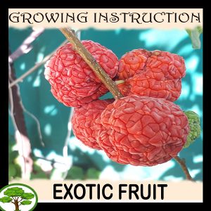 Exotic Fruit