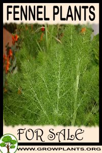 Fennel plants for sale