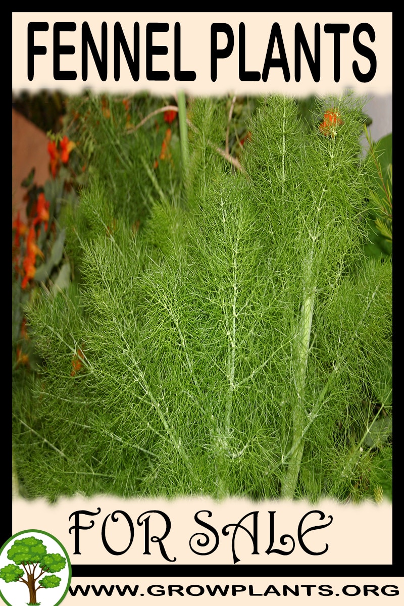 Fennel plants for sale