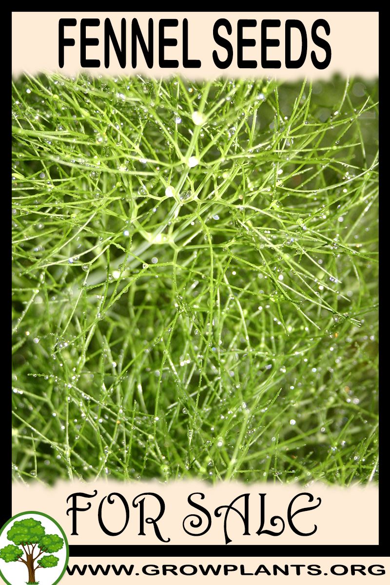 Fennel seeds for sale