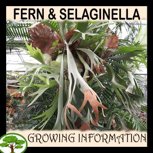Fern & Selaginella