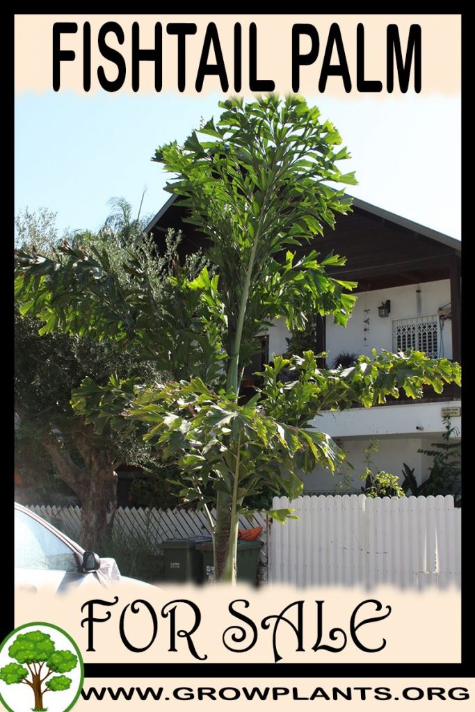 Fishtail palm for sale