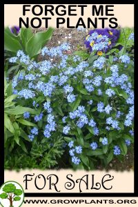 Forget me not plants for sale