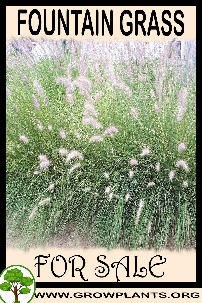 Fountain grass for sale