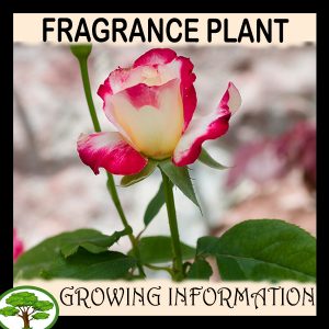 Fragrance plant