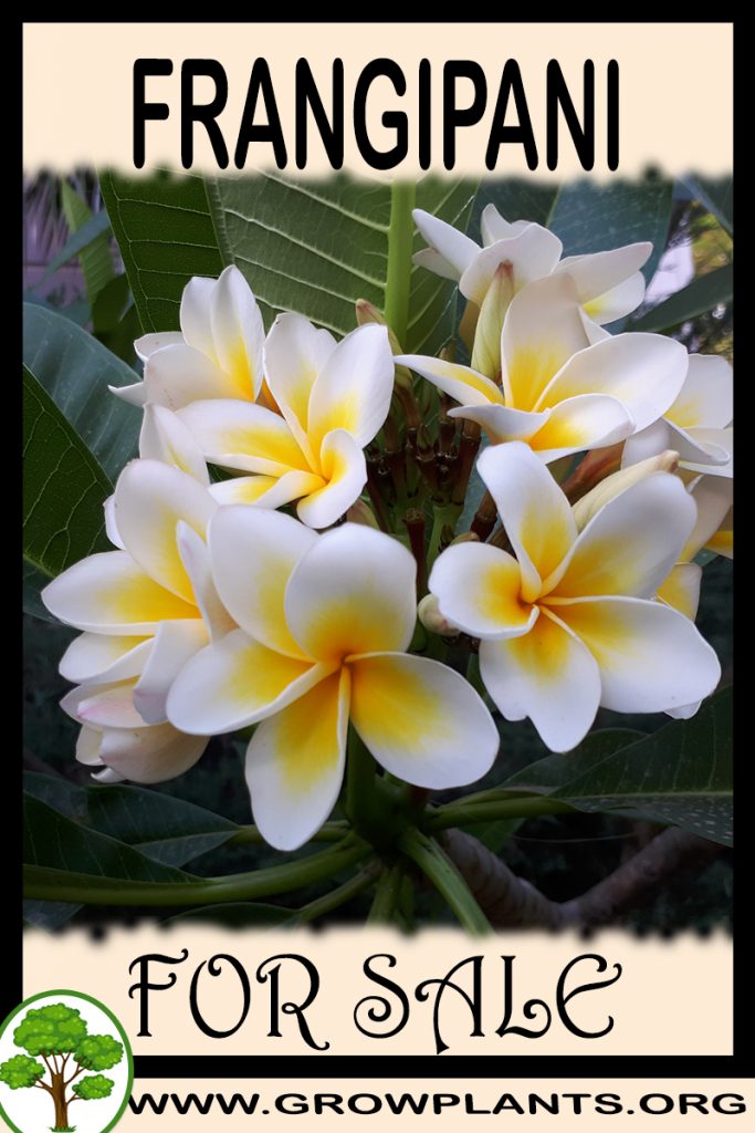 Frangipani for sale