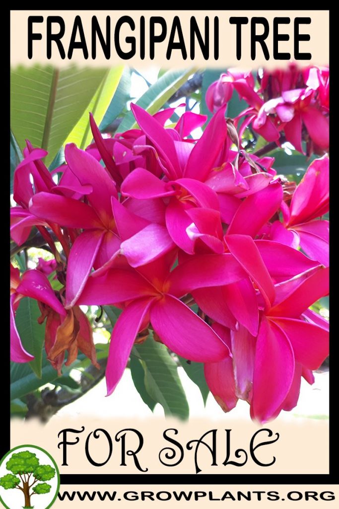 Frangipani tree for sale