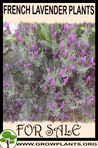 French lavender plants for sale