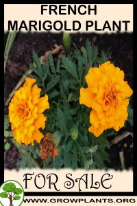 French marigold plants for sale