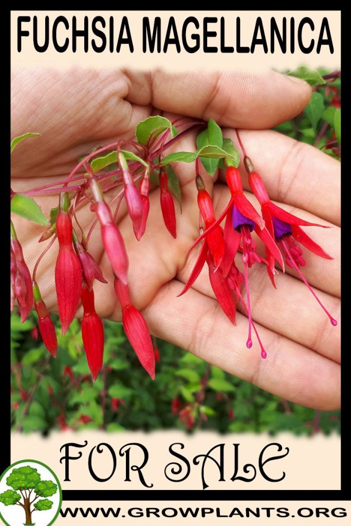 Fuchsia magellanica for sale