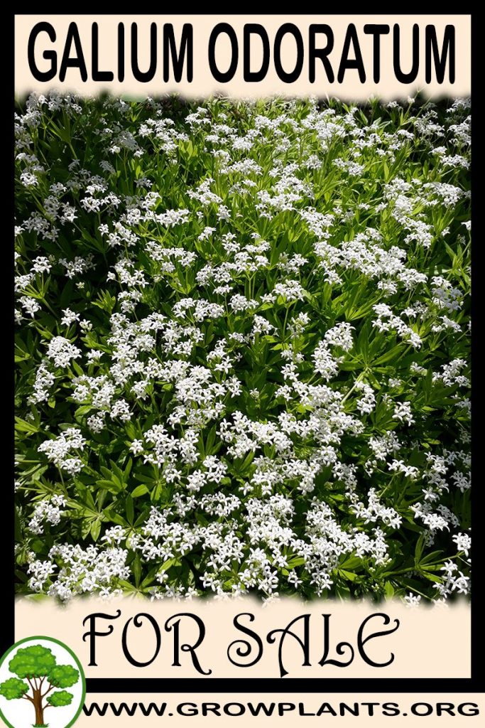 Galium odoratum for sale