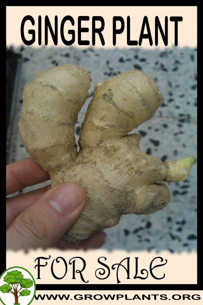 Ginger plant for sale