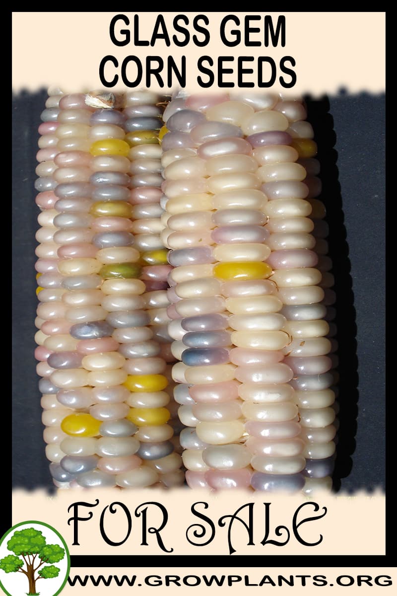Glass gem corn seeds for sale