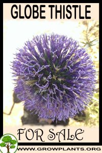 Globe thistle for sale