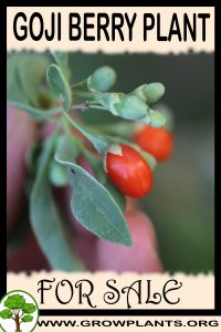 Goji berry plant for sale